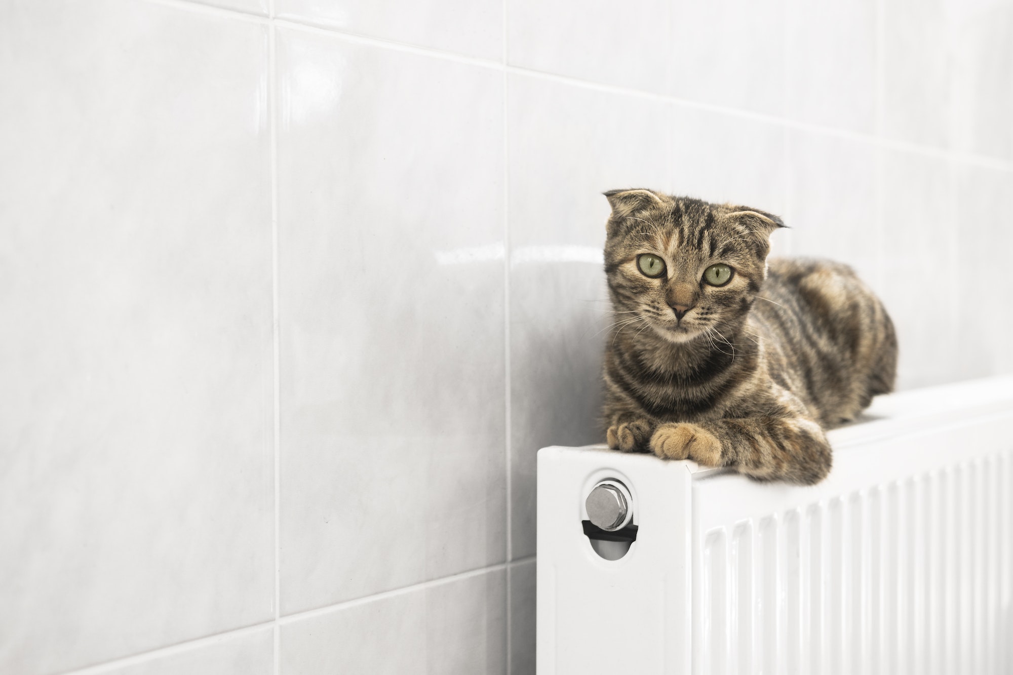 Domestic cat is heated on the heating radiator indoors, cold weather.